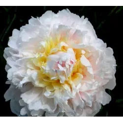 CHARIVNYK (Gorobetz)