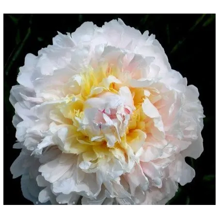 CHARIVNYK (Gorobetz)