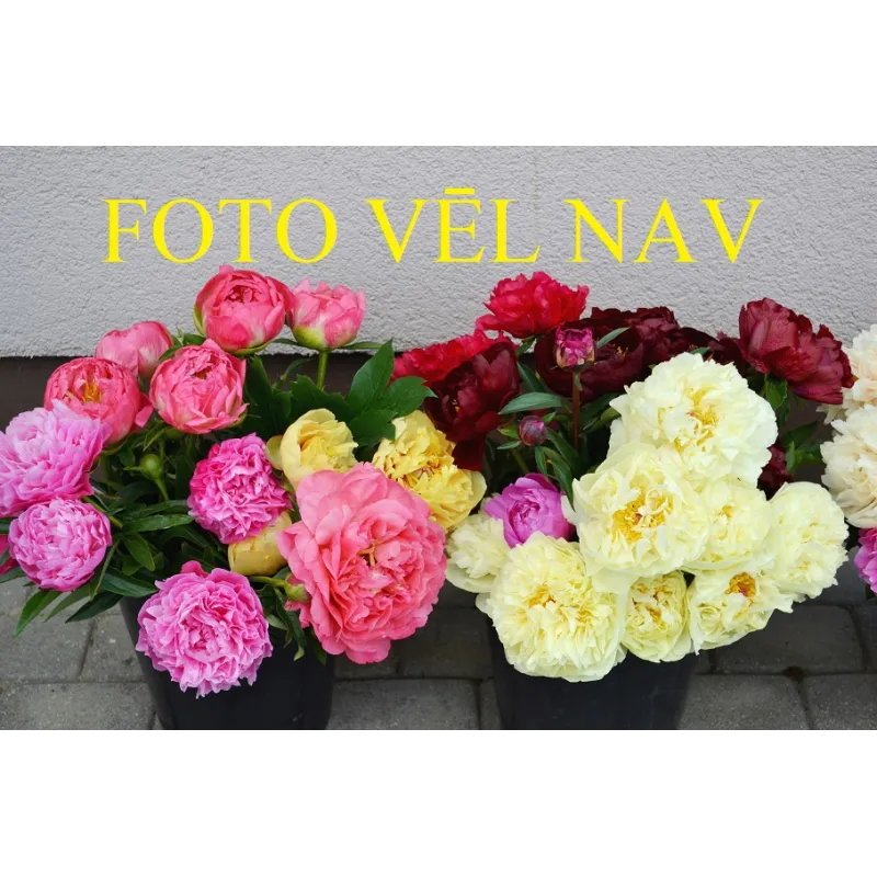 Aljosha Popovitch/Алеша Попович(Krasnova)