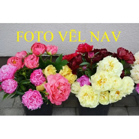 Aljosha Popovitch/Алеша Попович(Krasnova)