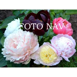 PERLINA SVITANKY (V.Abramova)