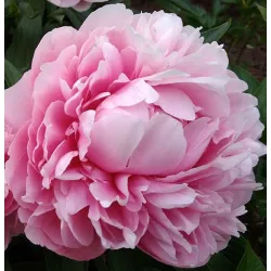 BESS BOCKSTOCE  (rudenim)