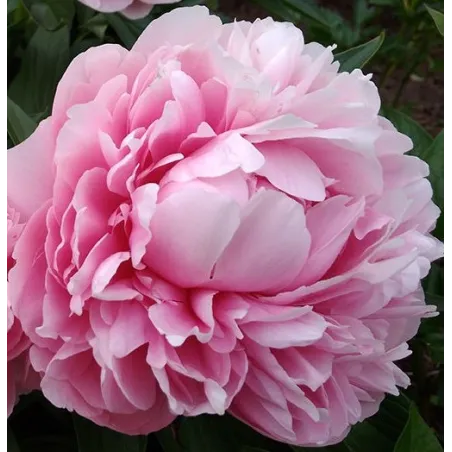 BESS BOCKSTOCE  (rudenim)