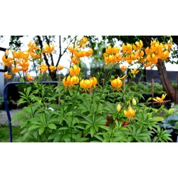 L. hansoonii